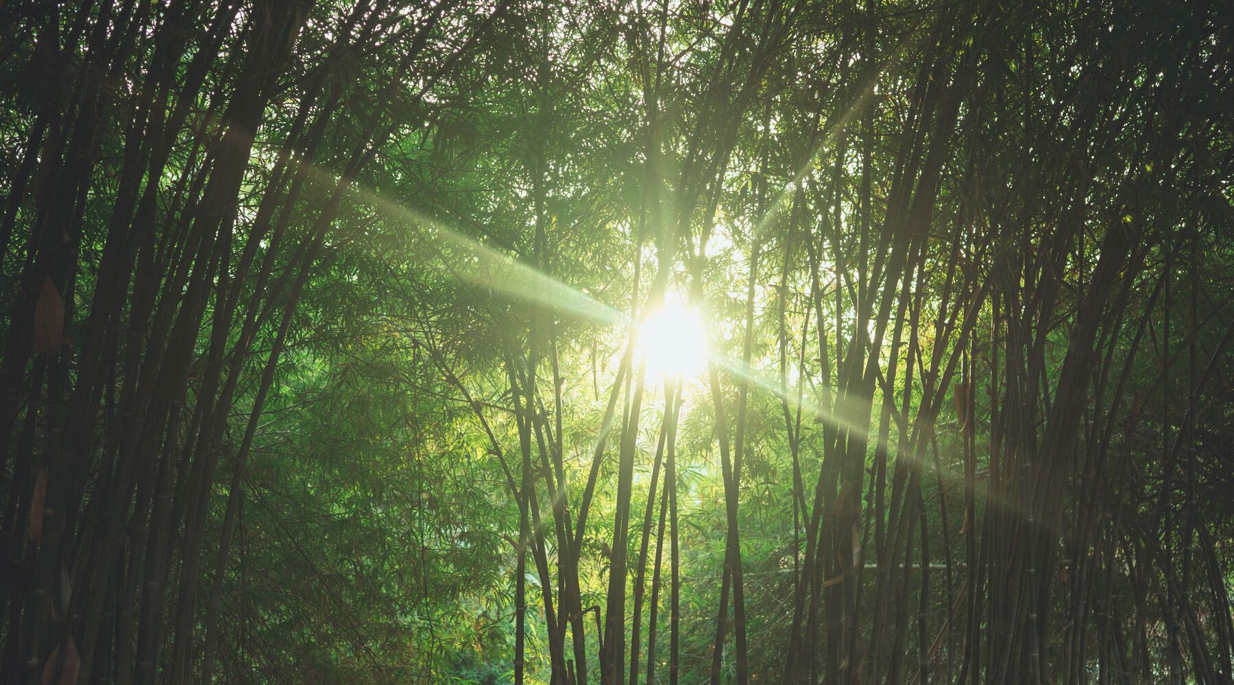 The Benefits of Choosing Bamboo Sheets